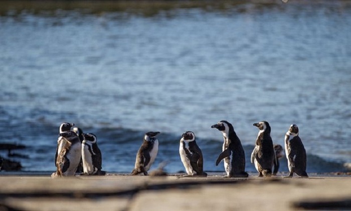 Leopard`s killing of rare African penguins sparks conservation debate